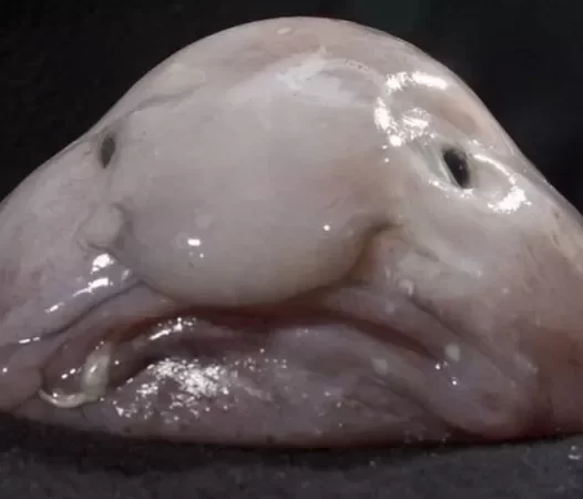 Blobfish: The Ugliest Fish In The World