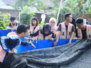 Salmon, Revitalisasi Kolam 1