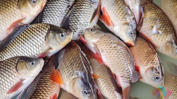 Teknik-Pemijahan-Alami-Ikan-Gurame-Strain-Bastar-(Osphronemus-Gouramy)-Pada-Kolam-Semi-Intensif-Di-Bpbiat-Muntilan,-Magelang,-Jawa-Tengah