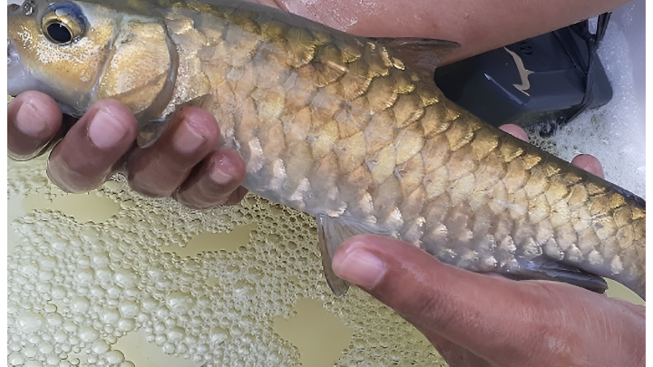 Spesimen Sengkaring (Neolissochilus cf. soroides)