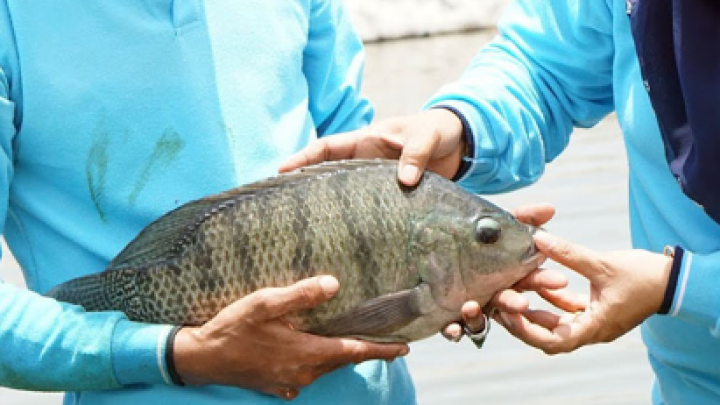 ikan nila jatimbulan