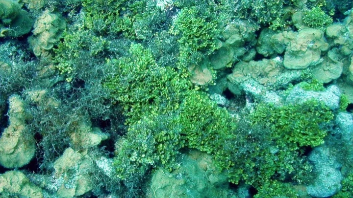 rumput-alga