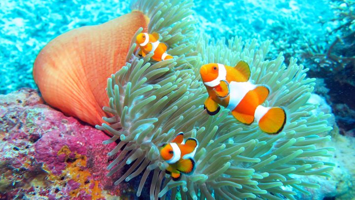 wakatobi
